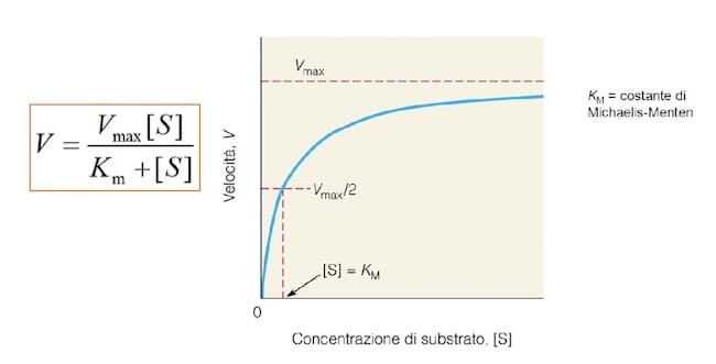 grafico dell'equazione di Michaelis-Menten