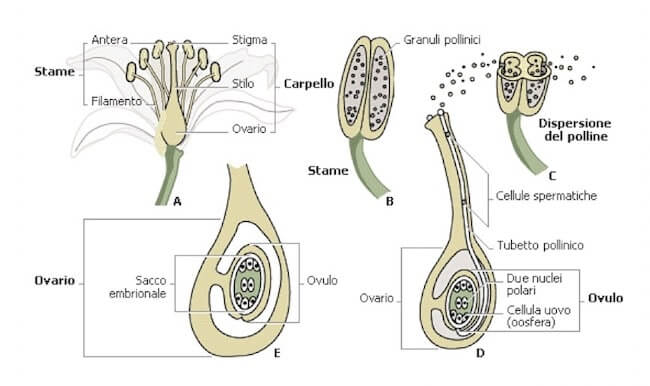 granulo pollinico