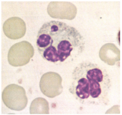 Granulociti neutrofili