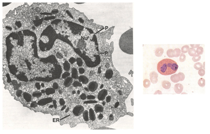 Granulocito eosinofilo