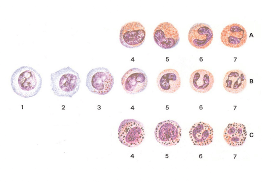 Granulocitopoiesi