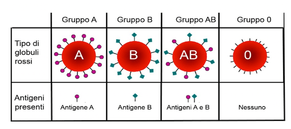 I gruppi sanguigni dipendono dagli antigeni espressi sulla superficie dei globuli rossi