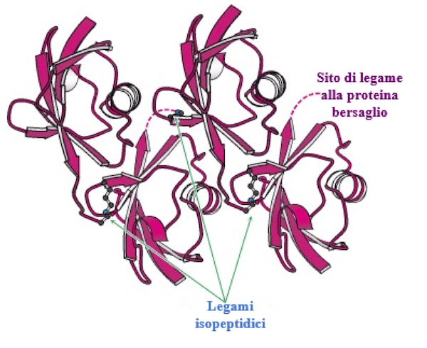 Gruppo di quattro unità di ubiquitina