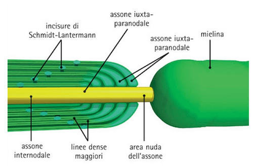 Guaina mielinica: particolare della struttura interna