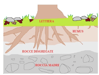 Humus fonte di nutrienti