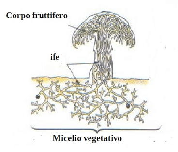 Ife e micelio