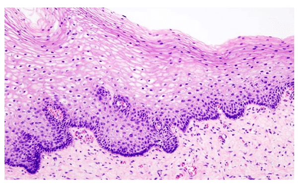 Immagine al microscopio di tessuto epiteliale