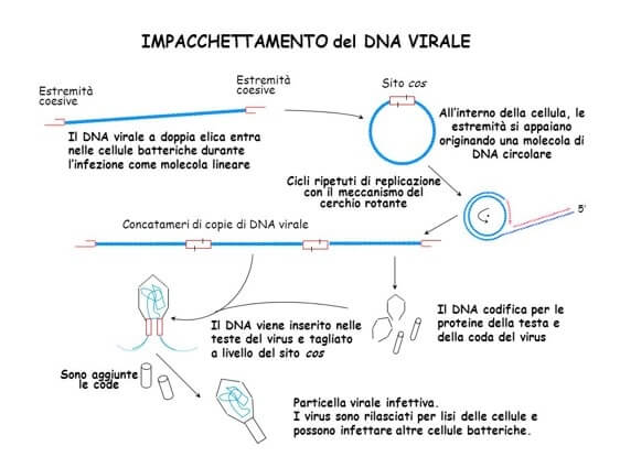 impacchettamento del dna virale