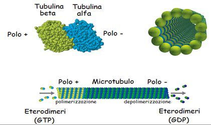 instabilità dinamica del microtubuli - treadmilling