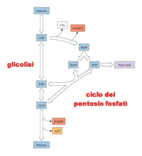 Integrazione del ciclo dei pentosio fosfati nel catabolismo ossidativo del glucosio