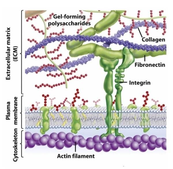 Integrina e filamenti di actina