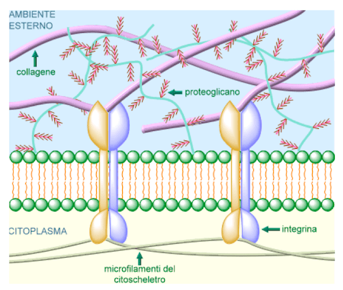 Integrine che fissano il citoscheletro della cellula alle fibre di collagene in un tessuto connettivo