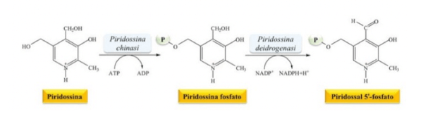 Inter-conversione delle tre forme di Vitamina B6