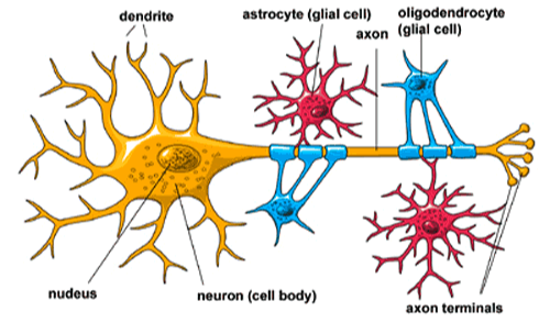 interazione delle cellule gliali con i neuroni