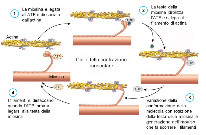 Figura 3: Fasi dell'interazione ATP-dipendente della miosina con l'actina