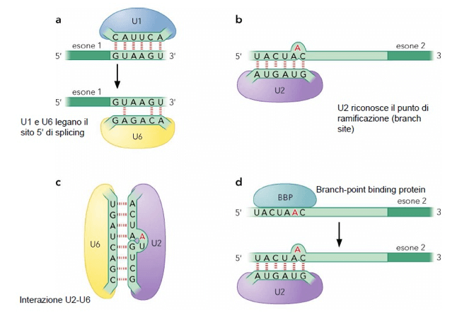 Interazioni RNA-RNA ed RNA-proteina nello spliceosoma