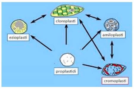 Differenziamento ed interconversione dei plastidi