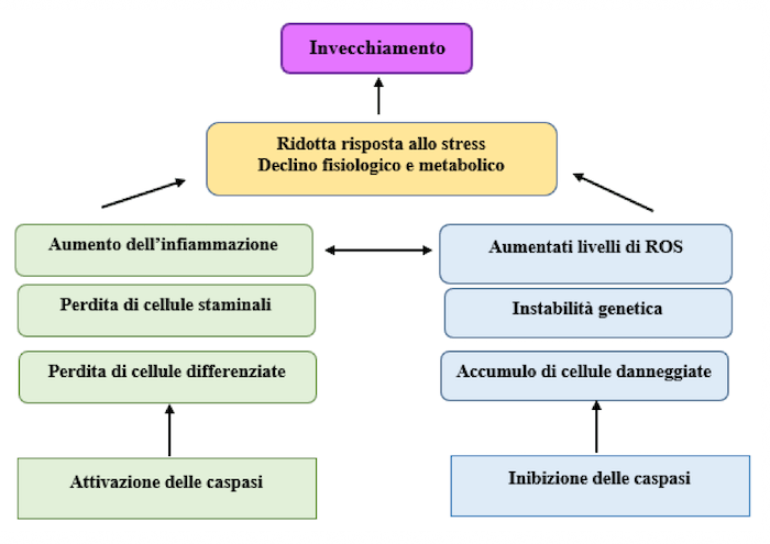 Attivazione e l'inibizione delle caspasi sono coinvolti nell'invecchiamento