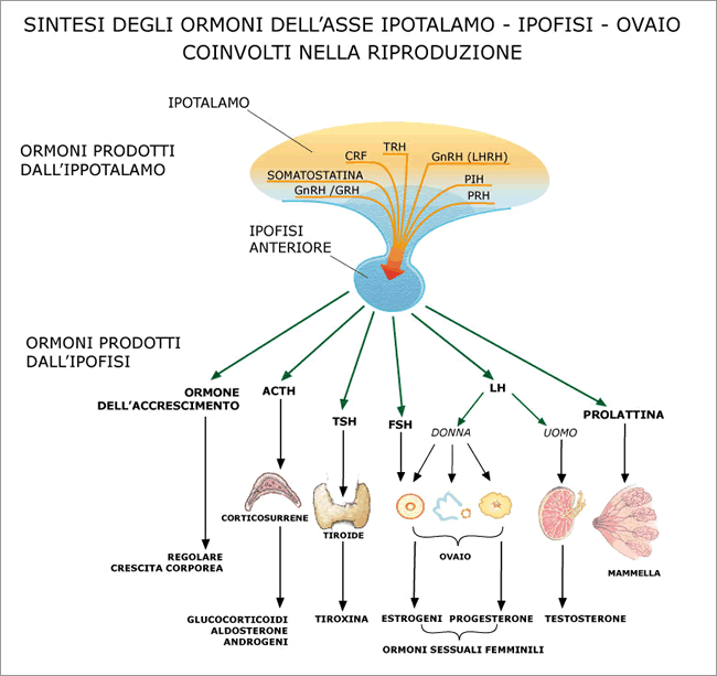 L'Ipofisi nel controllo dell'equilibrio ormonale