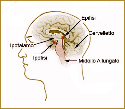Posizione dell'ipofisi e dell'epifisi