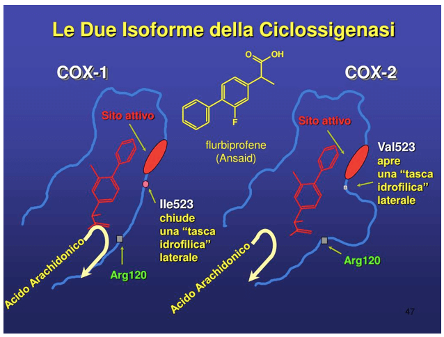 Isoforme più comuni della ciclossigenasi