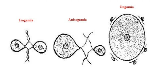 isogamia anisogamia oogamia