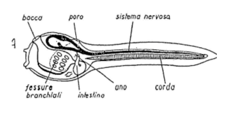 Larva di urocordato