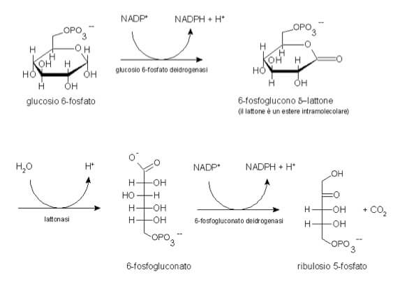 Le reazioni della fase ossidativa del ciclo dei pentosio fosfati
