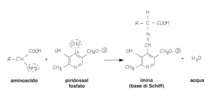 Legame del PLP con il substrato (aminoacido) e formazione della base di Schiff