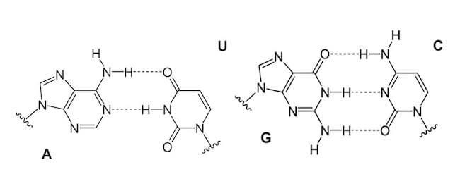 legami a idrogeno tra basi azotate