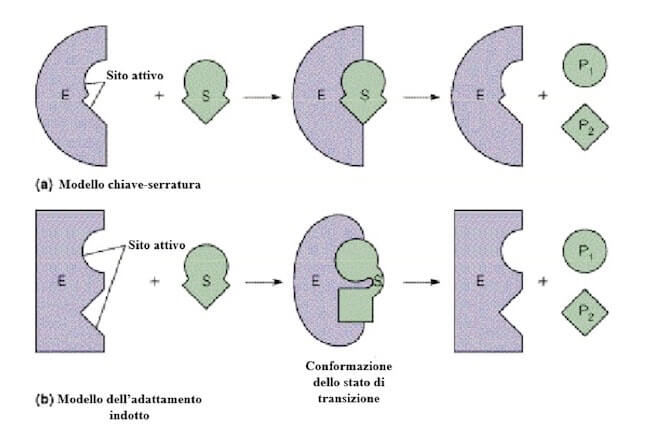 Il legame dei substrati agli enzimi
