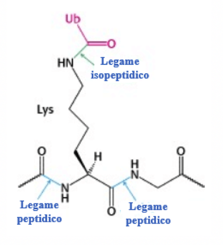 Legame isopeptidico