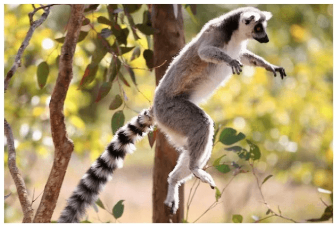 Lemuri