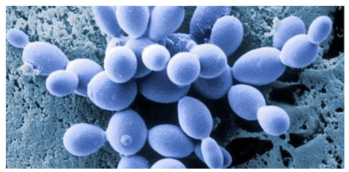 Licheni al microscopio