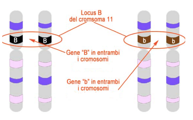 Locus genico