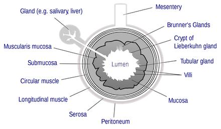Lume intestinale