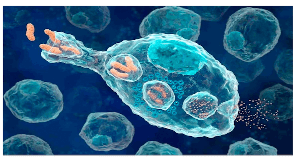 Macrofago fagocita batteri