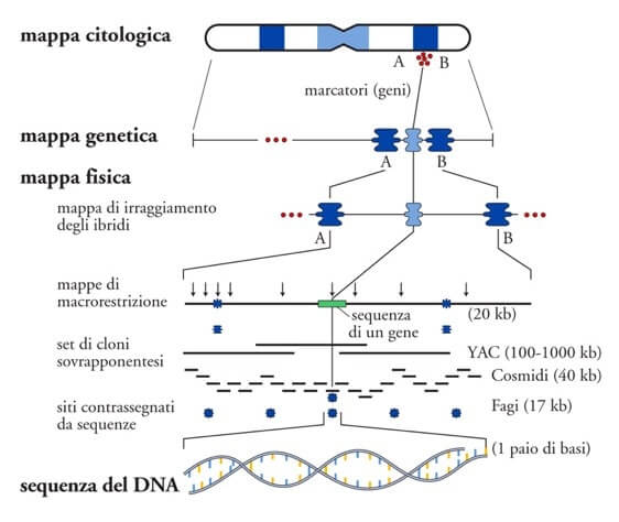 mappa genetica e mappa fisica