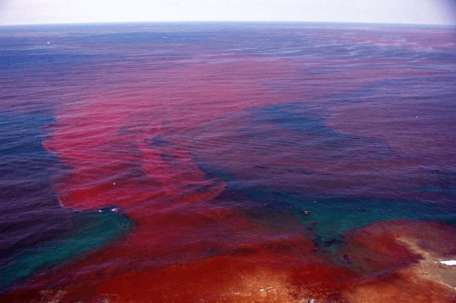 Marea rossa