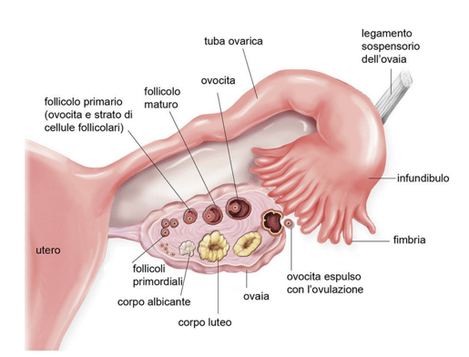 maturazione dei follicoli all'interno dell'ovaio