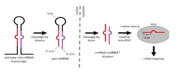 Maturazione dei MicroRNA
