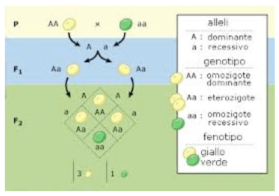 Meccanismi di ereditarietà del fenotipo