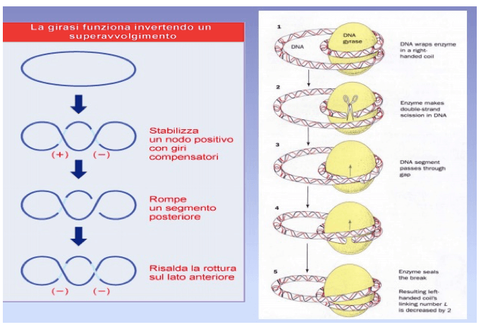 Meccanismo d'azione della topoisomerasi II batterica Girasi
