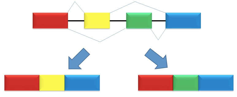 Meccanismo dello splicing alternativo
