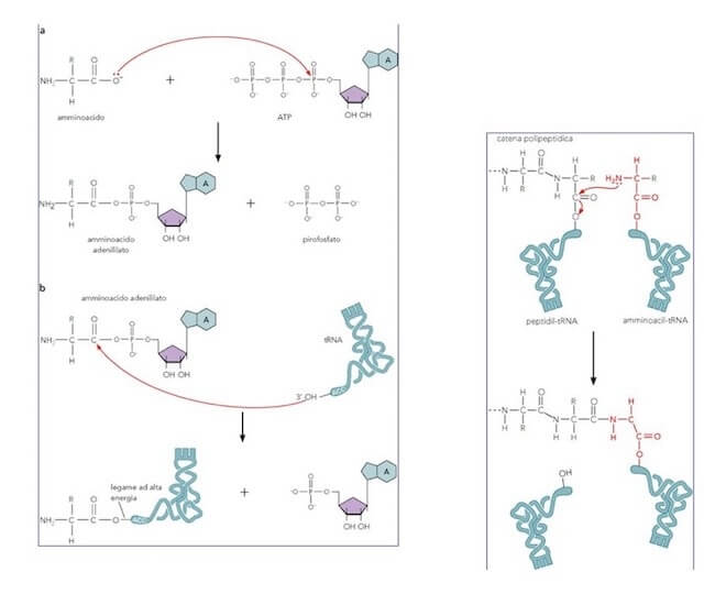 Meccanismo d'azione dell'enzima amminoacil-tRNA sintetasi