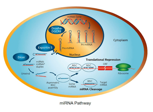 Meccanismo di funzionamento del miRNA