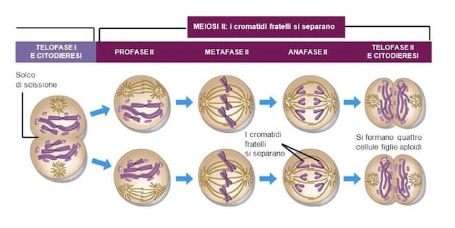 meiosi II