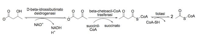 Metabolismo del D-β-idrossibutirrato