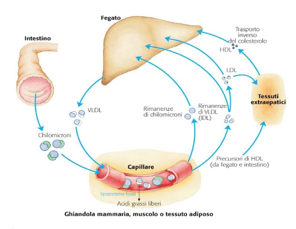 Metabolismo delle lipoproteine
