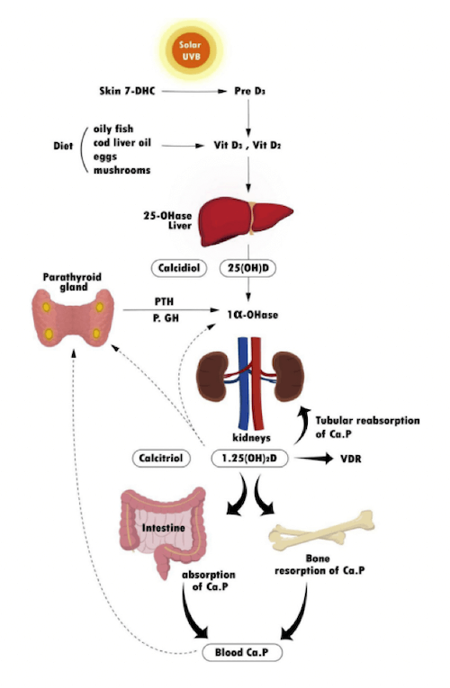 Metabolismo e funzione della vitamina D